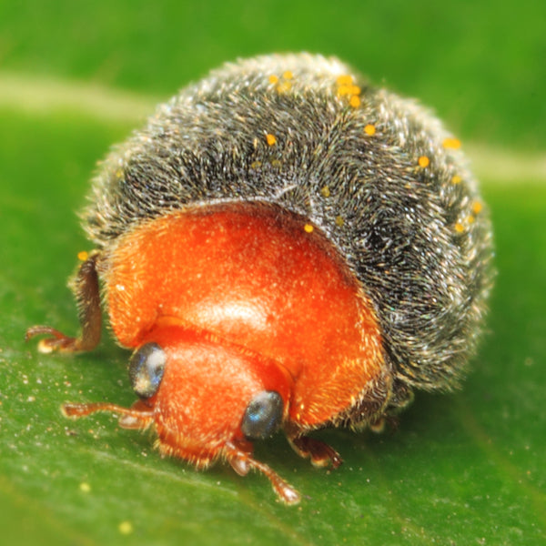 Mealybug Predator Adults - Cryptolaemus montrouzieri