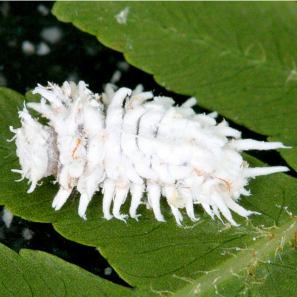Mealybug Predator Larvae - Cryptolaemus montrouzieri (Bottles) - Dragonfli