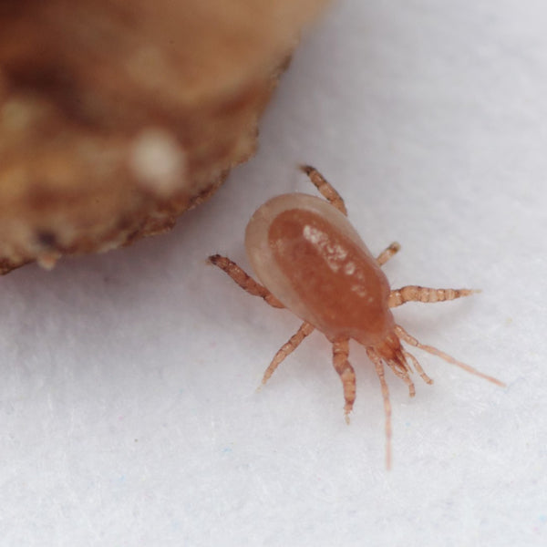 Mighty Mite - Macrocheles robustulus - Dragonfli