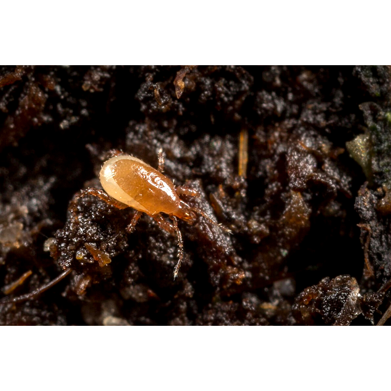Mighty Mite - Macrocheles robustulus