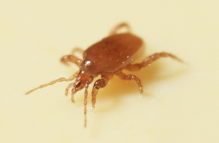 Mighty Mite - Macrocheles robustulus