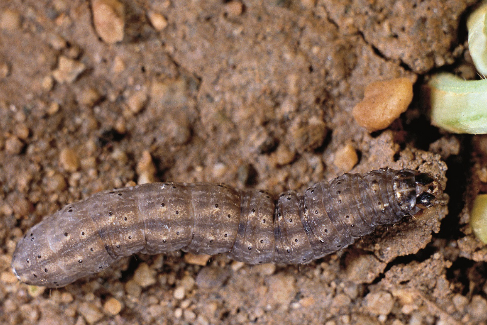 Cutworm Killer Nematodes