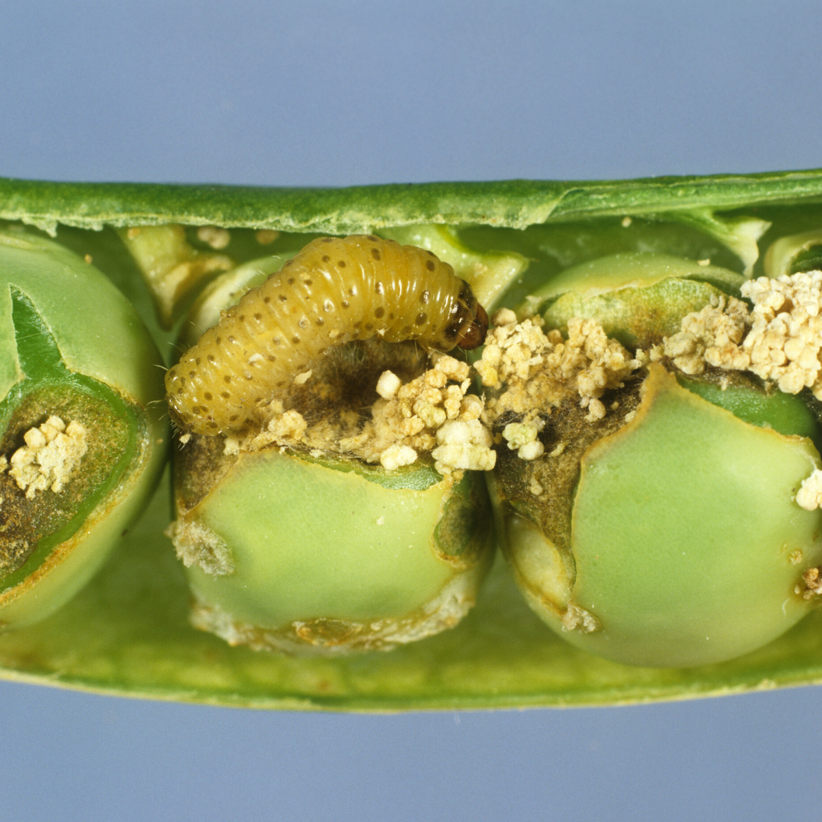 Pea Moth Pheromone Lure