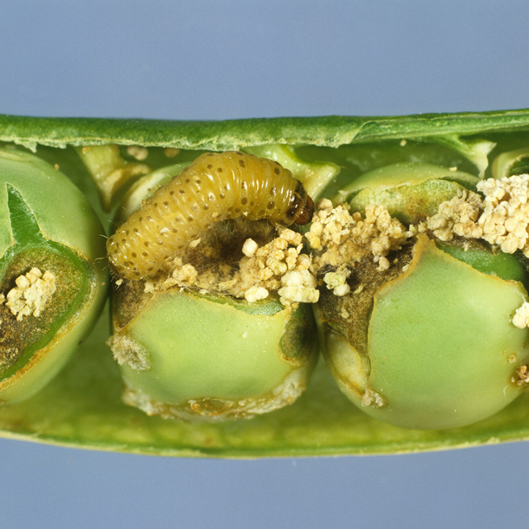 Pea Moth Pheromone Trap