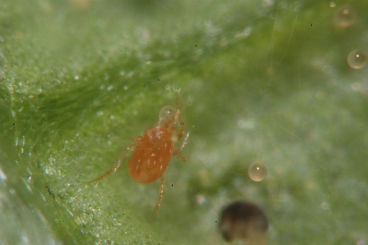 Phytoseiulus persimilis - Spider Mite Curative System