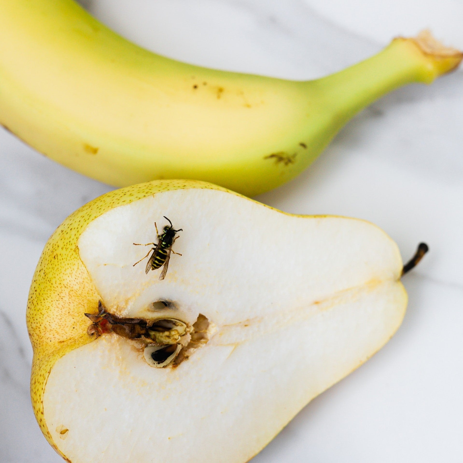 Wasp Trap With Attractant