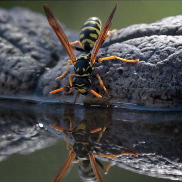 Wasp Attractant - For Use In Dragonfli Wasp Traps