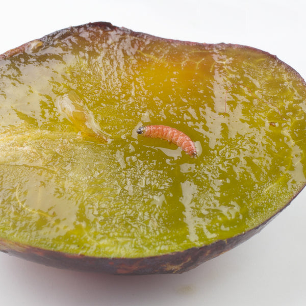 Plum Fruit Moth Pheromone Trap