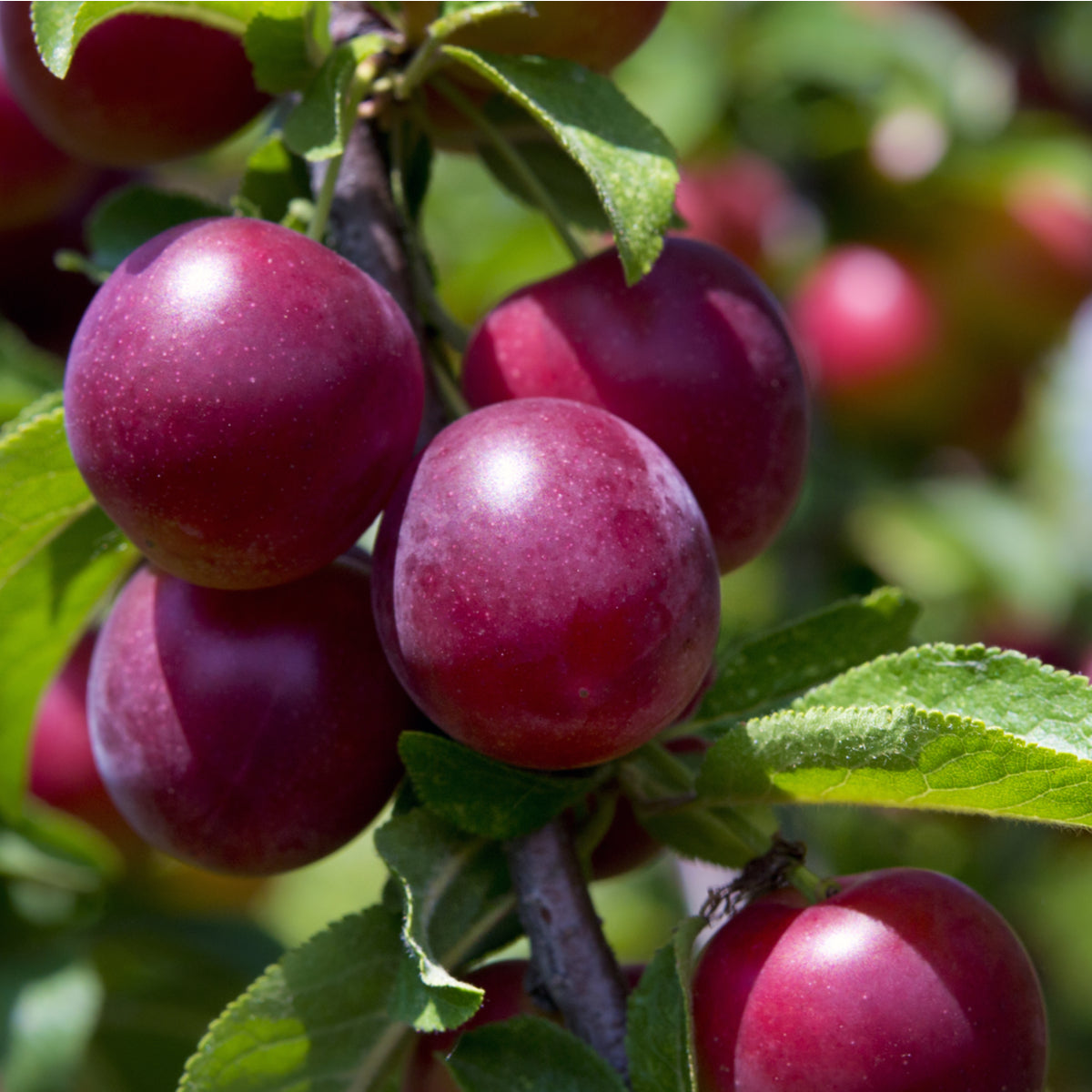 Plum Fruit Moth Killer Nematodes