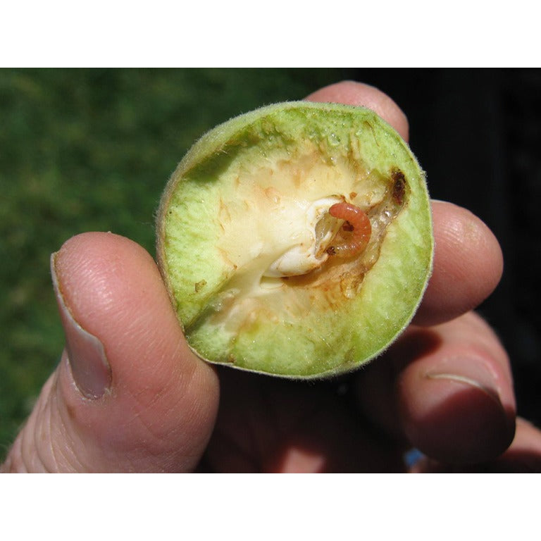 Plum Fruit Moth Pheromone Trap