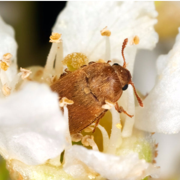 Raspberry Beetle Attractant Lure