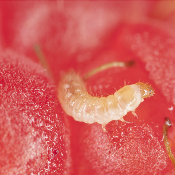 Raspberry Beetle Attractant Lure