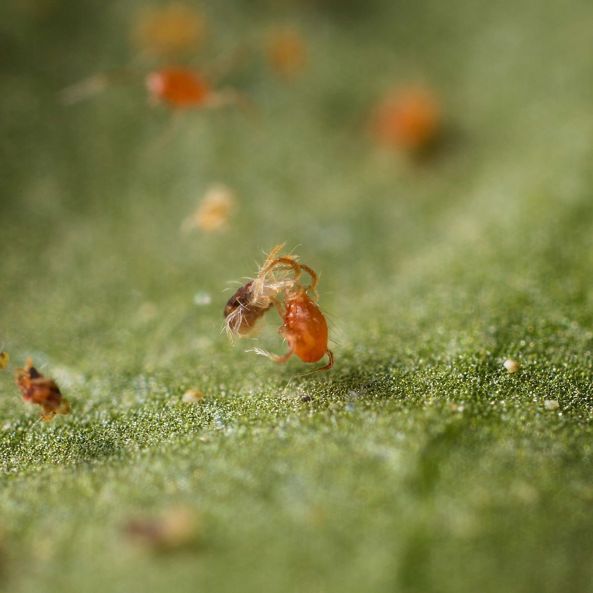 Phytoseiulus persimilis - Spider Mite Curative System