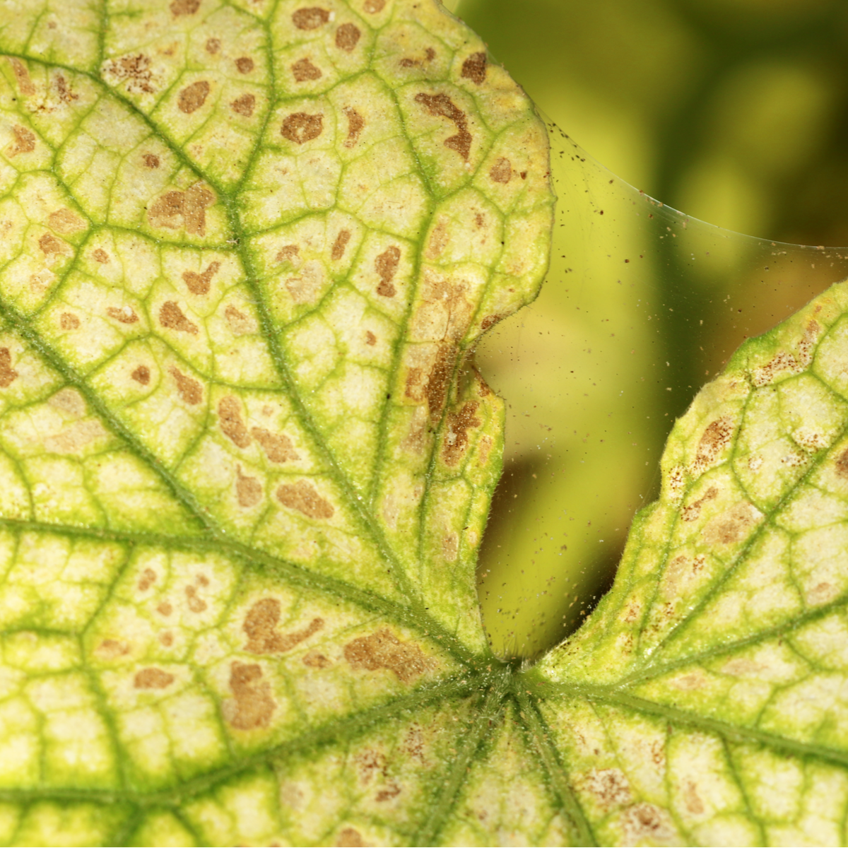 Phytoseiulus persimilis - Spider Mite Curative System