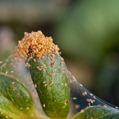 Spider online mite killer