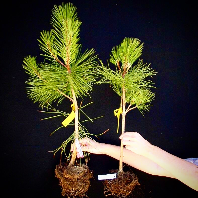 Roots Boost Mycorrhizal Fungi Granules