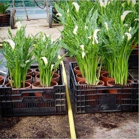 Roots Boost Mycorrhizal Fungi Granules