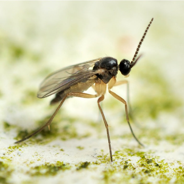 Fungus Fly Killer Nematodes