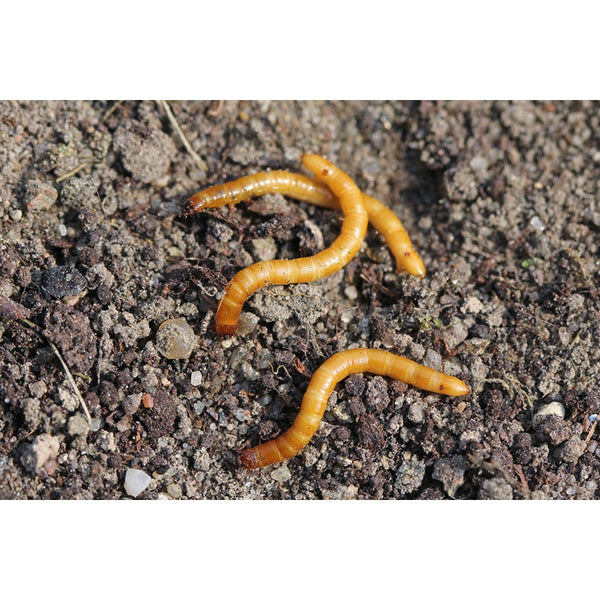 Wireworm Killer Nematodes Dragonfli