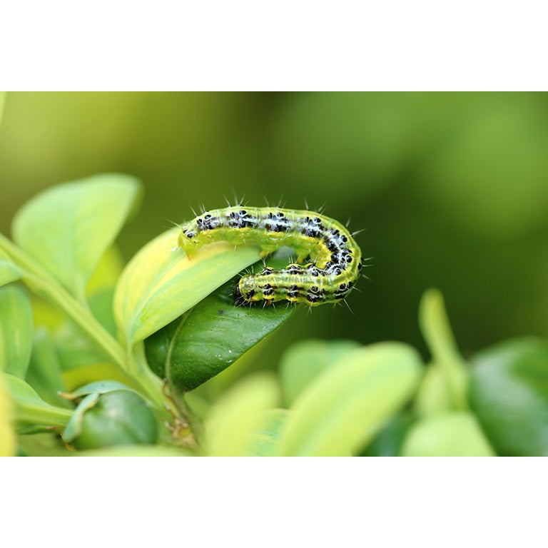 Box Tree Caterpillar Killer Nematodes