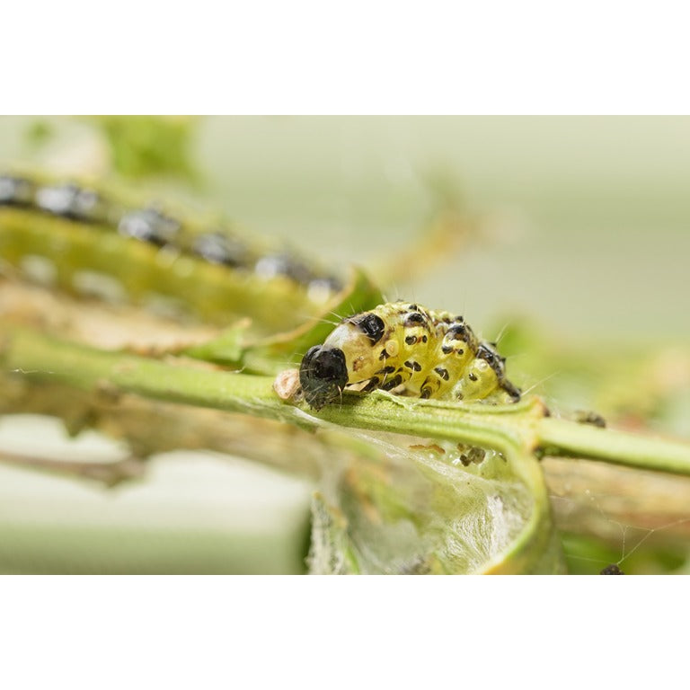 Box Tree Moth Control & Recovery Bundle