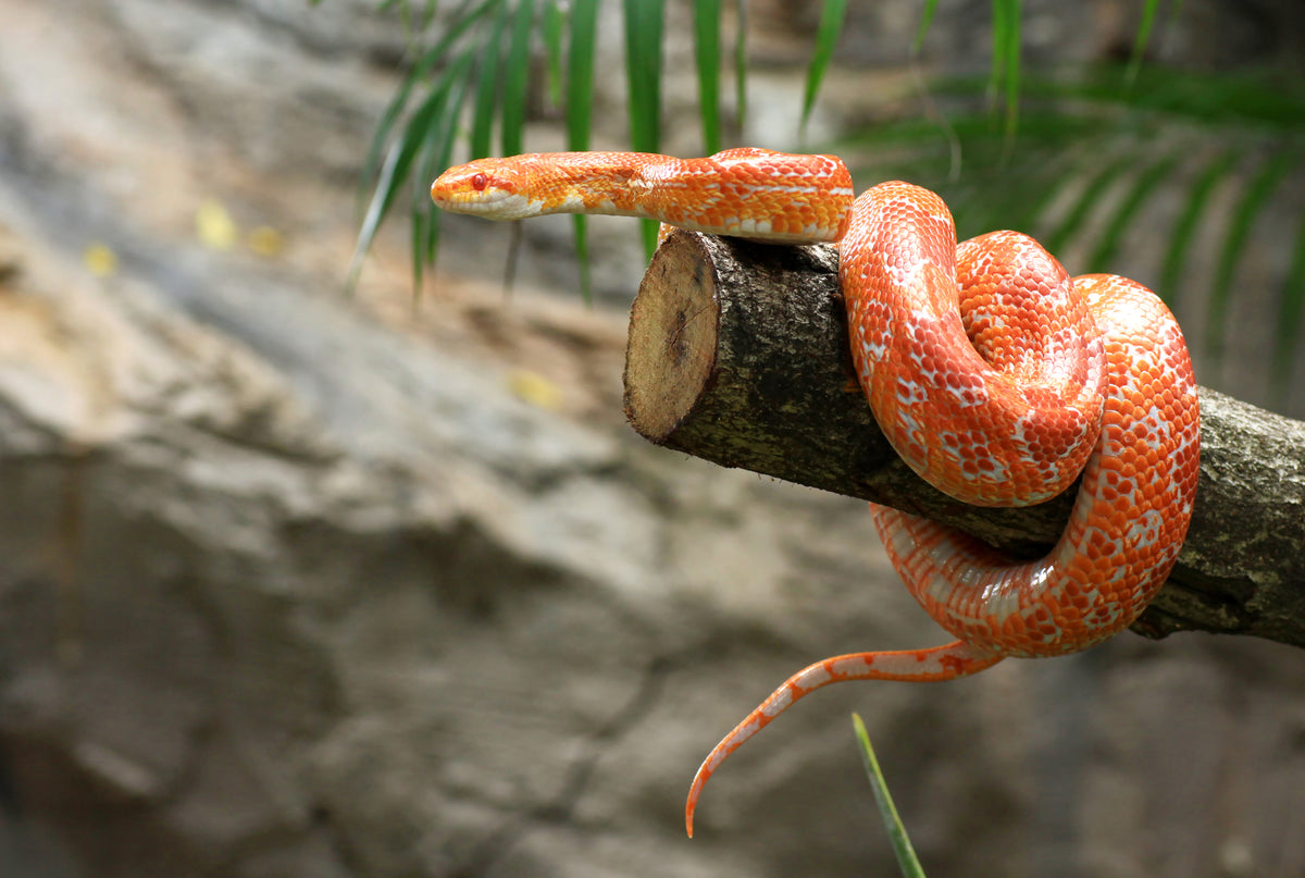can snakes get mites from plants Taurrus Snake & Reptile Mite Predators