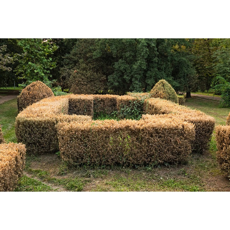 Box Tree Caterpillar Killer Nematodes