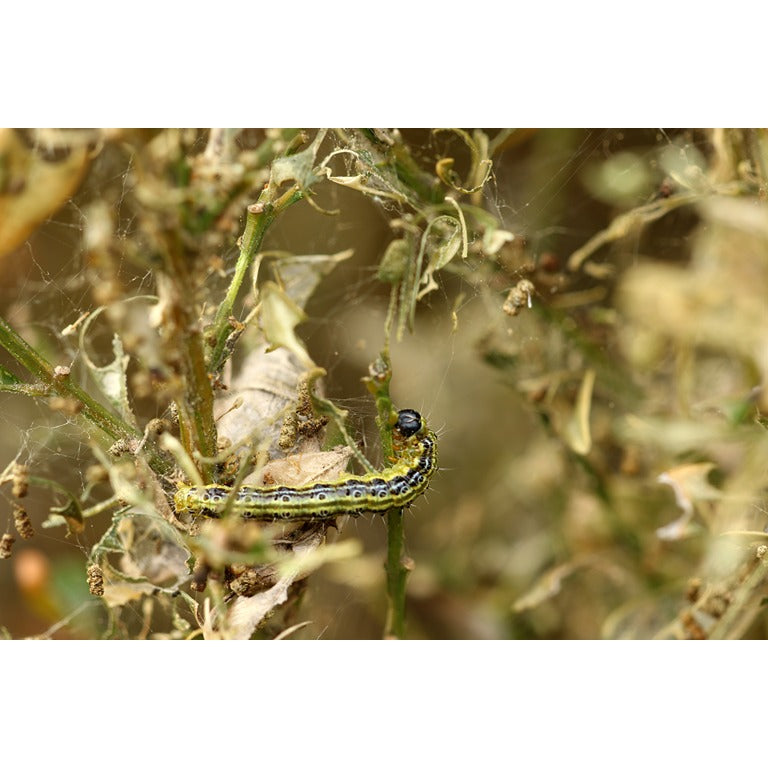 Box Tree Caterpillar Killer Nematodes