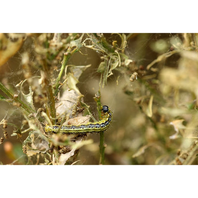 Box Tree Caterpillar Killer Nematodes