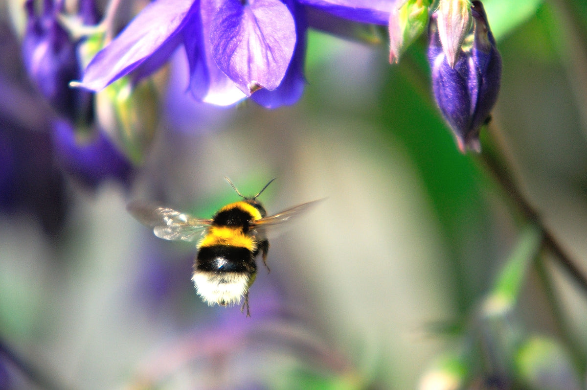Live Bumblebee Colonies - Available To Pre-Order Now For Spring & Summer 2024