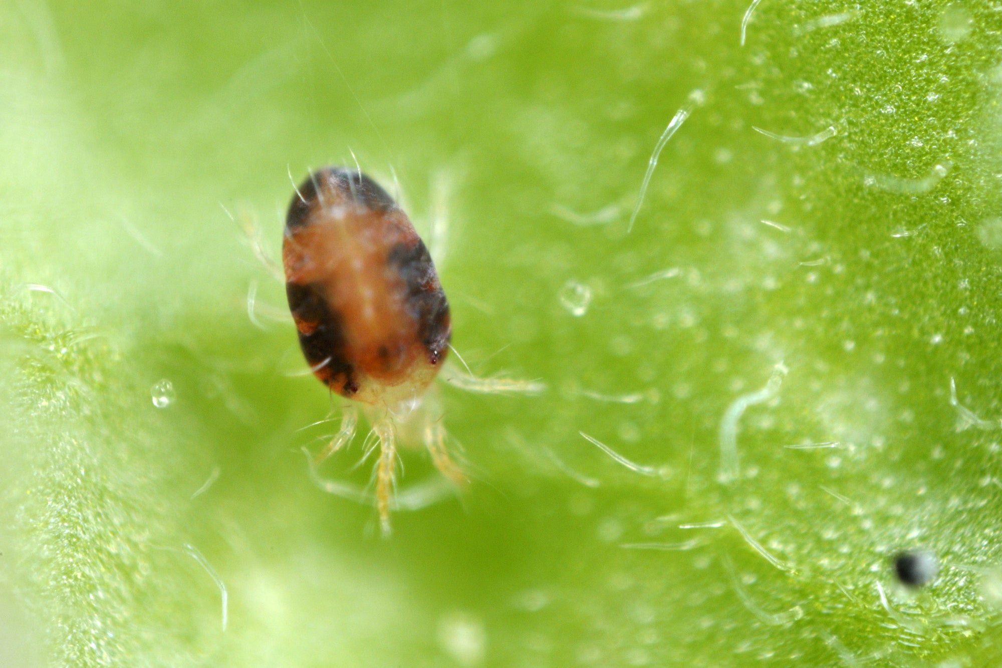 Amblyseius andersoni Predators - Spider Mite Preventative System