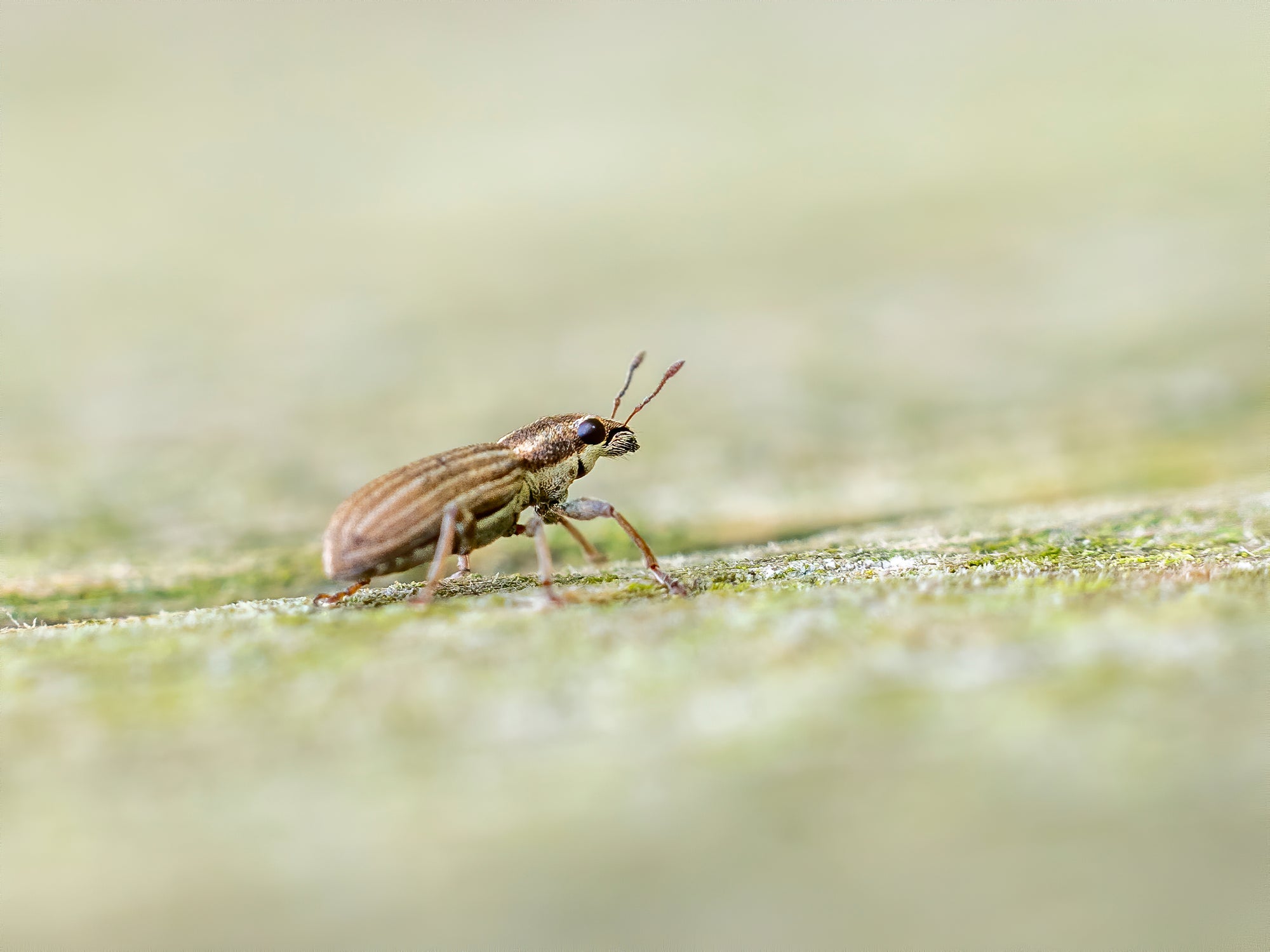 Pea & Bean Weevil Lure