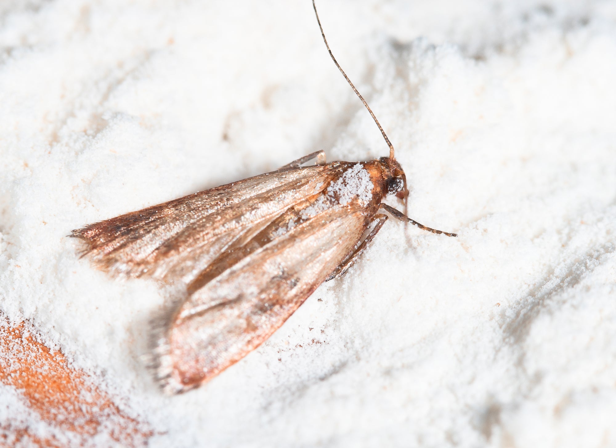 Pantry deals moth traps