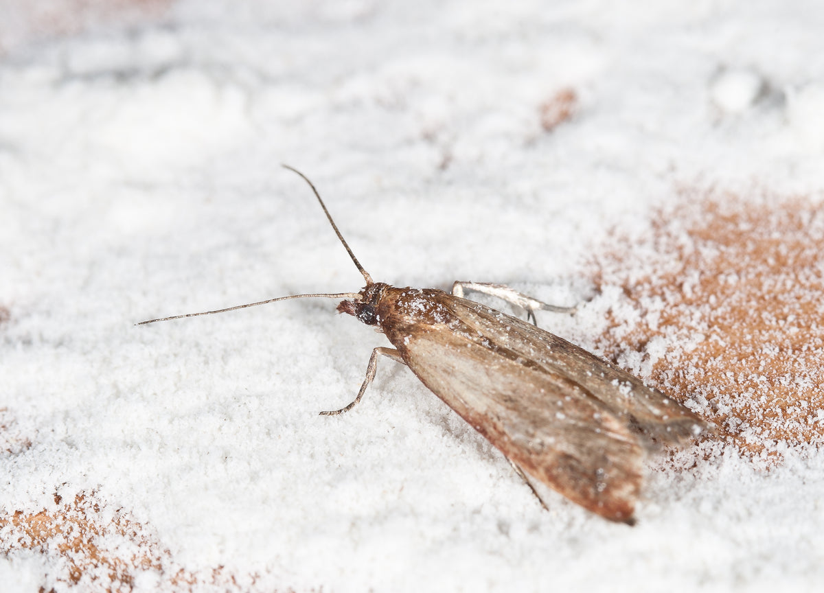Pantry Moth Pheromone Trap (Indian Meal Moth Pheromone Trap)