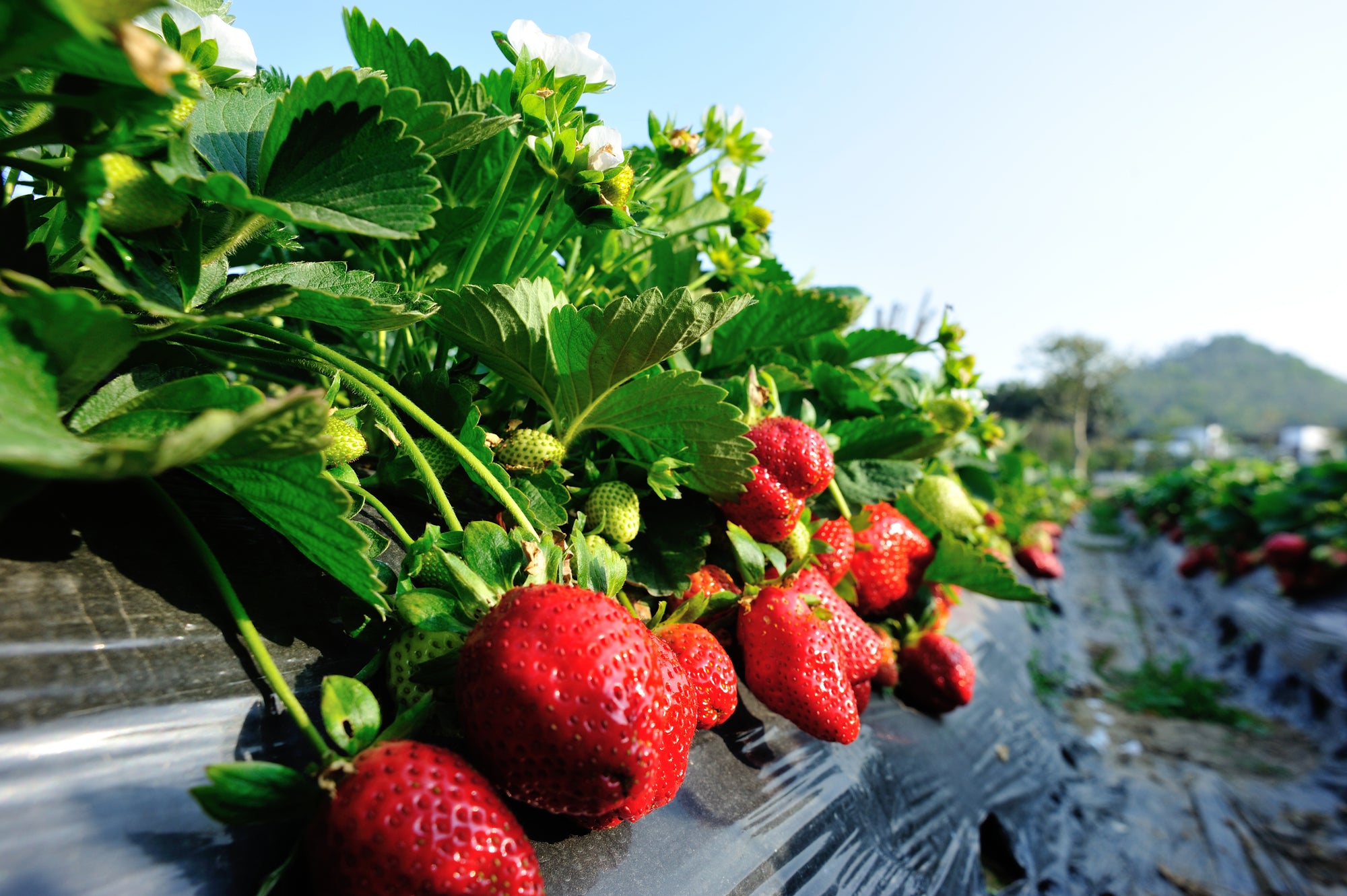 SB Plant Invigorator