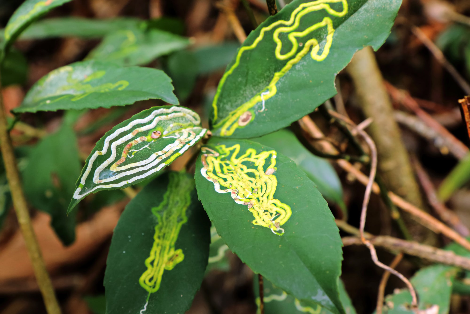 Leaf Miner Parasitic Wasp - Diglyphus isaea