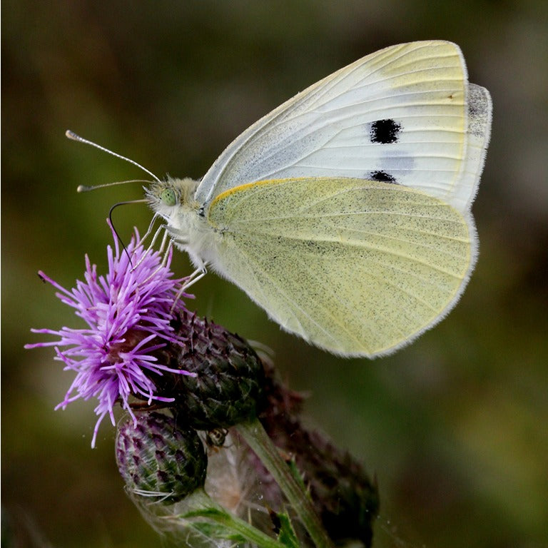 Caterpillar Killer Nematodes