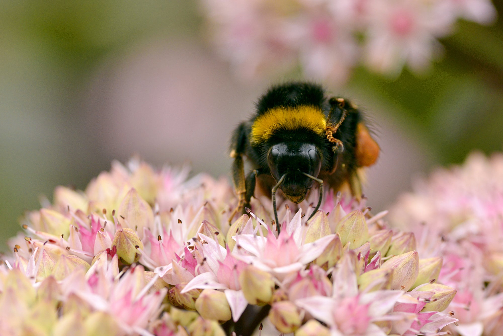 Live Bumblebee Colonies - Available To Order Now For Spring & Summer 2025 (Select Your Preferred Delivery Date)