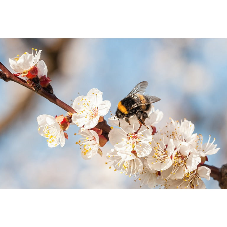 Gift Voucher For Live Bumblebee Colonies Or Pocket-Sized Hives - A Perfect Gift For Gardener's - Deliveries Available Across Spring & Summer 2025