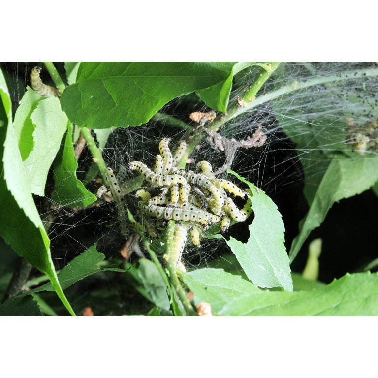 Caterpillar Killer Nematodes