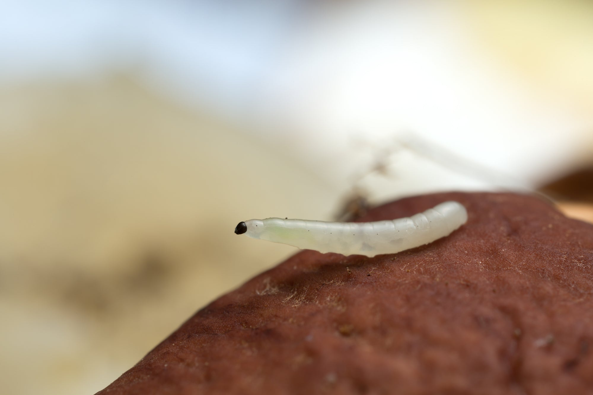 What Are Nematodes? These Tiny Worms Can Help or Hurt Your Garden