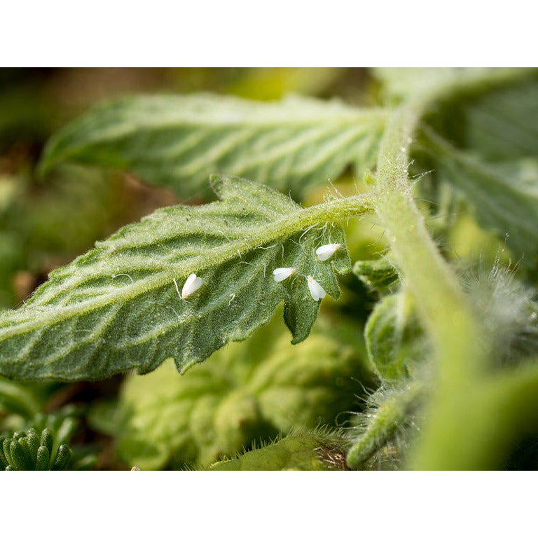 Whitefly Killer - Amblyseius andersoni
