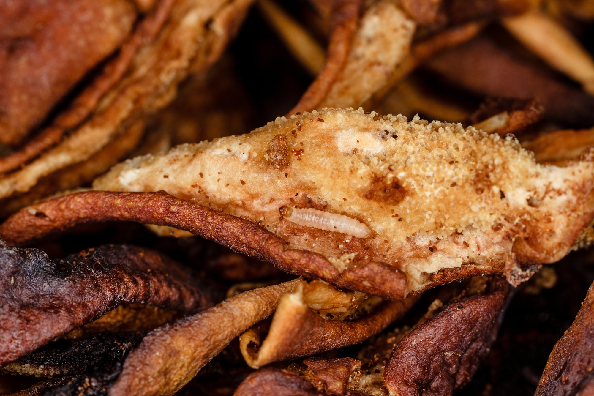 Pantry Moth Pheromone Lure (Indian Meal Moth Pheromone Lure)