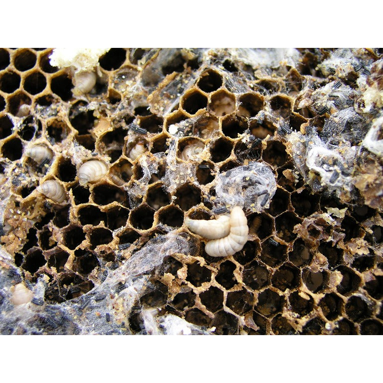 Wax Moth Killer Nematodes