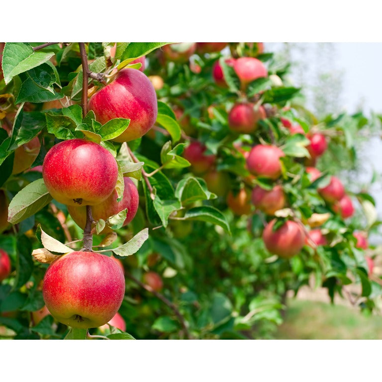 Calcium Boost - Liquid Calcium Fertiliser