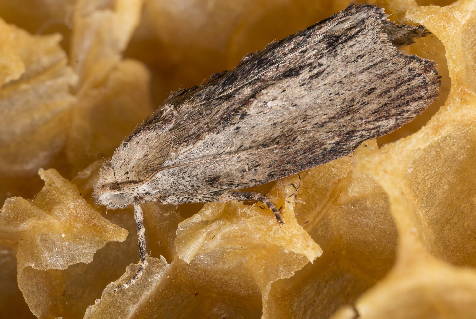 Wax Moth Killer Nematodes