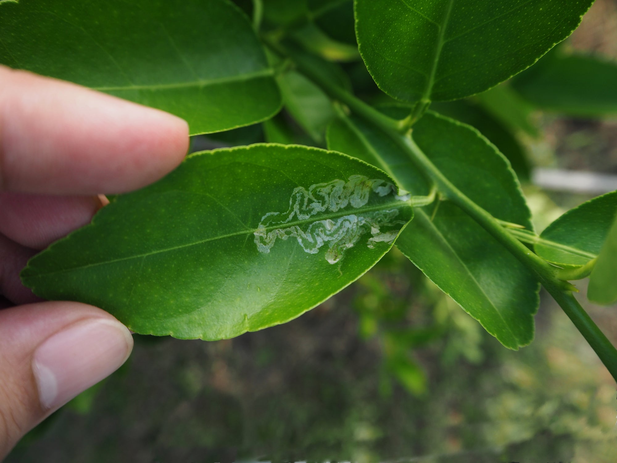 Leaf Miner Parasitic Wasp - Diglyphus isaea