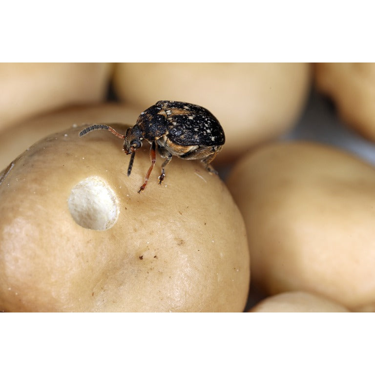 Bruchid Beetle Trap - Includes Attractant Lure