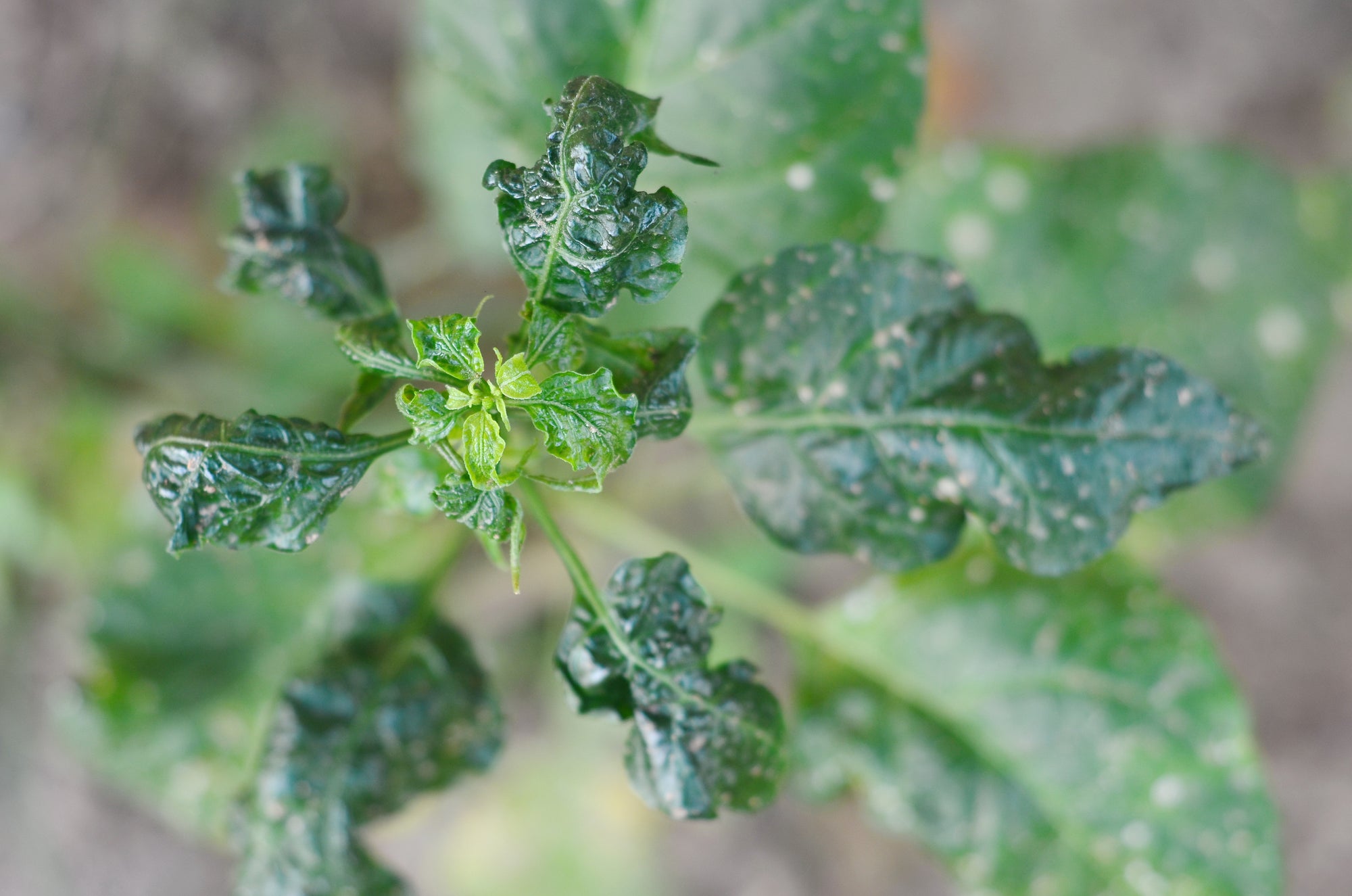 Broad Mite Killer - Amblyseius andersoni