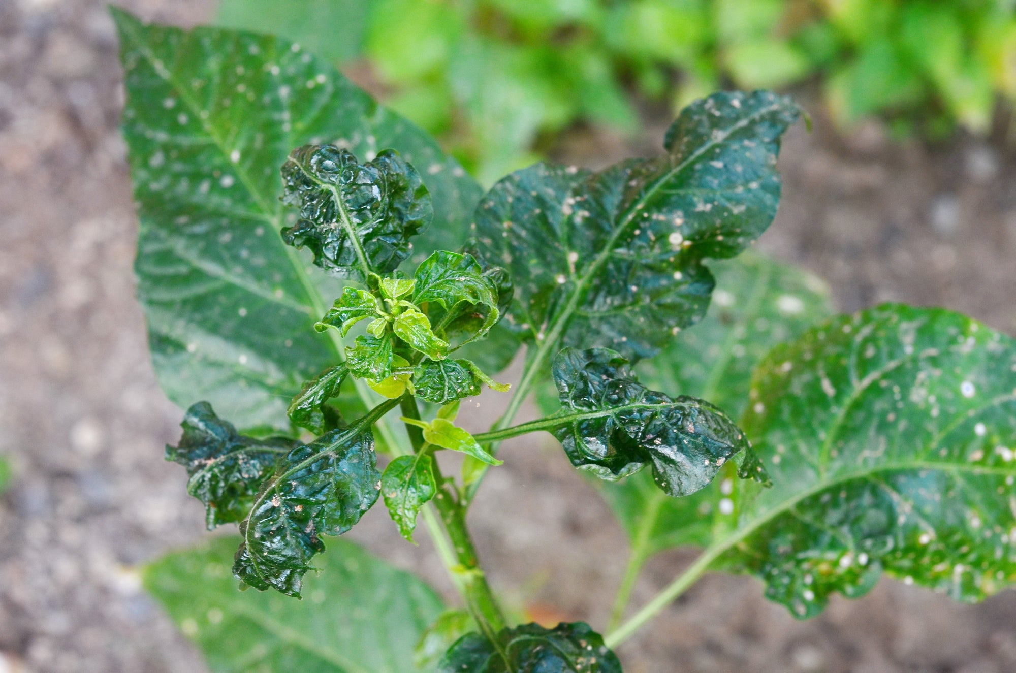 Broad Mite Killer - Amblyseius andersoni